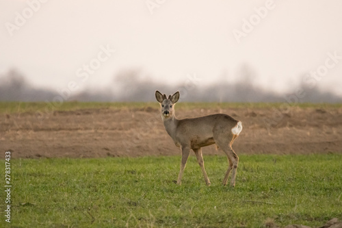 roe deer on green summer meadow
