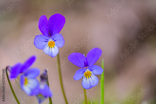 Wild pansy  Viola tricolor  flower. Close-up of a flower from a Viola tricolor plant  showing the papillae  finger-like  and petal structure.