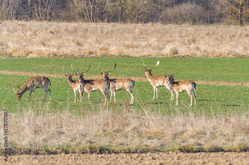 фотографія A group of Fallow deer in a meadow. Dama dama