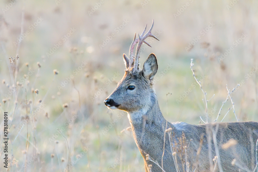 roe deer on green summer meadow roe deer on green summer meadow