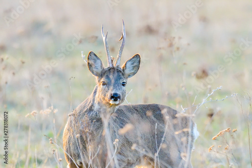 roe deer on green summer meadow © brszattila