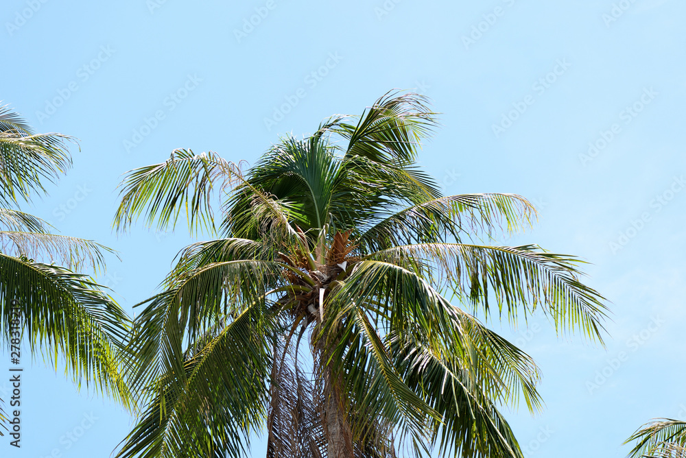 Fototapeta premium Coconut palm against the blue sky. Tropical background