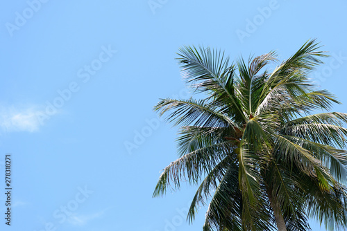 Coconut palm against the blue sky. Tropical background