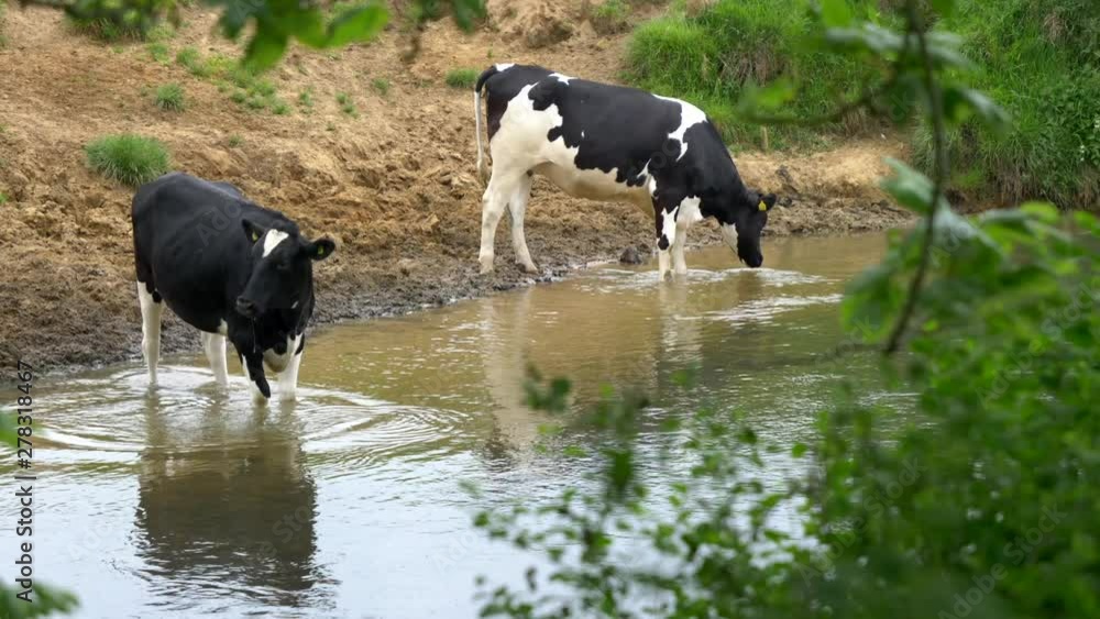 Two cows drinking water from a river. Two cows drinking water from a river.