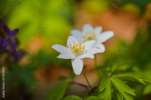 Anemone nemorosa (spring flower)