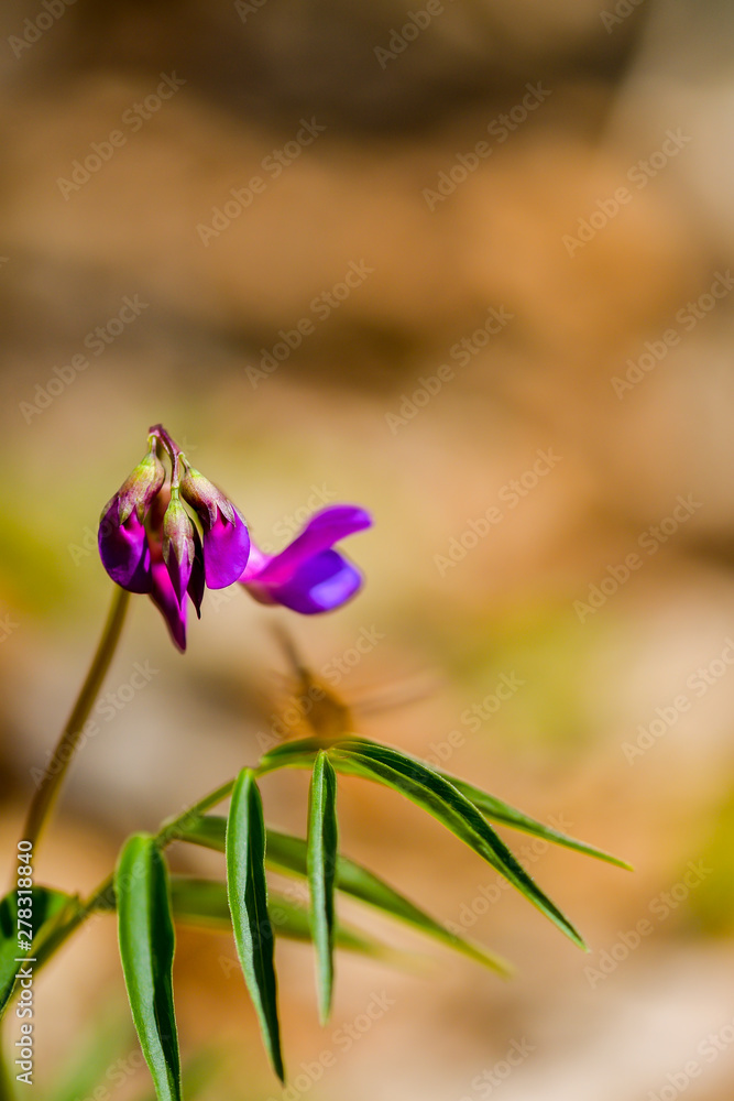 Naklejka premium Forest pink flowers
