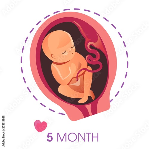 Embryo development 5 month fetus pregnancy and motherhood isolated icon