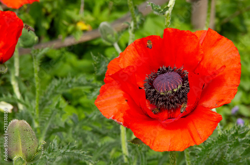 bees collect nectar from red poppies. Bees fly over flowers.
