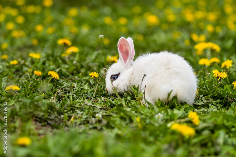 Little rabbit on green grass in summer day Little rabbit on green grass in summer day