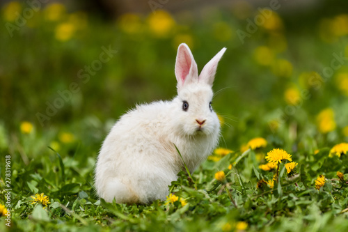 Little rabbit on green grass in summer day © brszattila