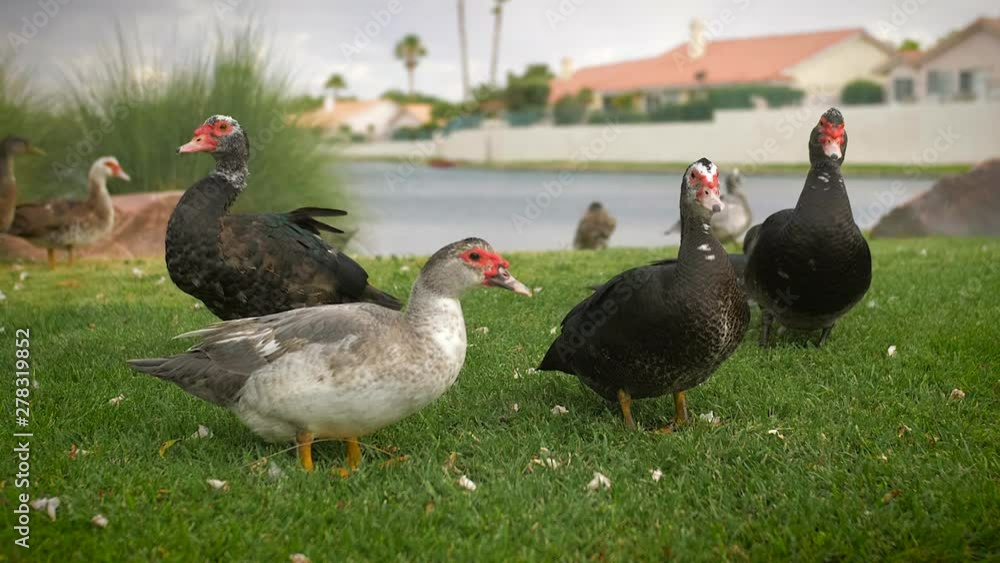 Close up shot of various ducks standing and moving in the grass with a blurred lake as a background. Close up shot of various ducks standing and moving in the grass with a blurred lake as a background.