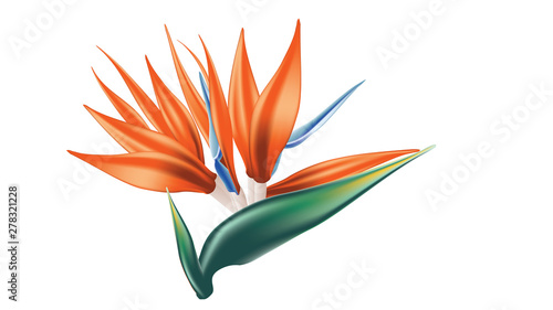 Bird of paradise flower