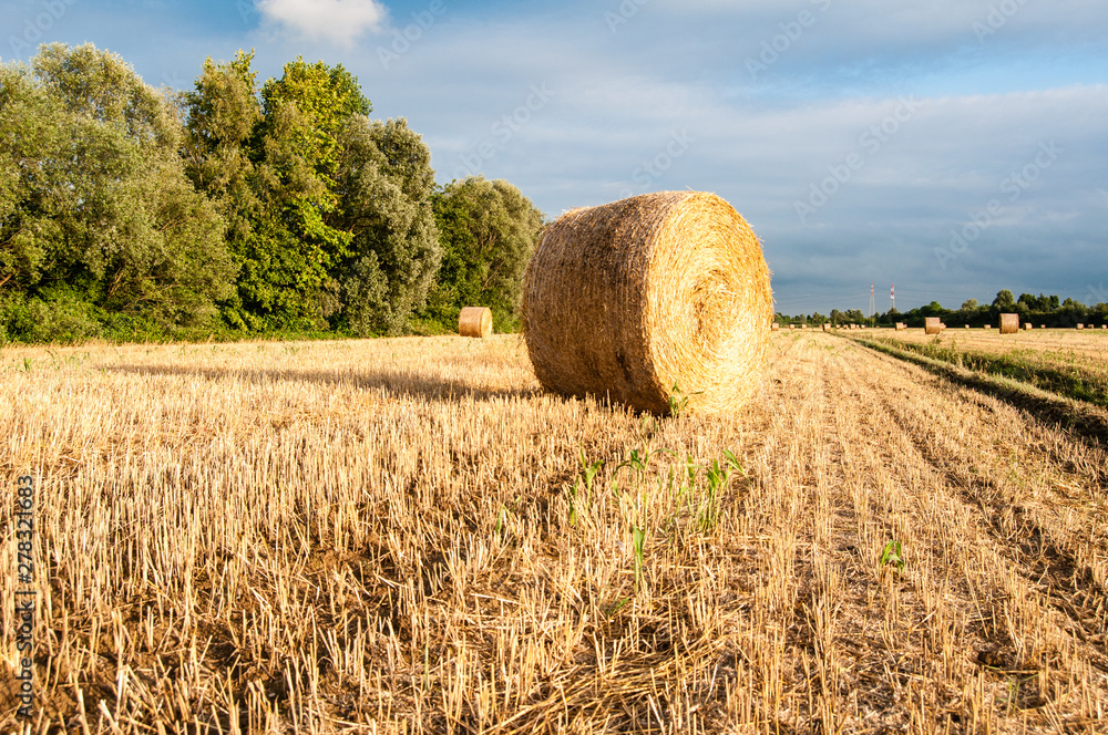 Fototapeta premium Field with straw bales in summer