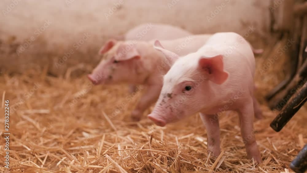 pigs on livestock farm, pigs farm, livestock farm. Modern Agricultural Pigs Farm pigs on livestock farm, pigs farm, livestock farm. Modern Agricultural Pigs Farm