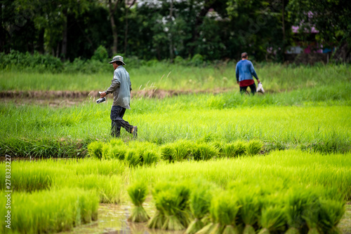 Farmers are farming rice plants during the rainy season.