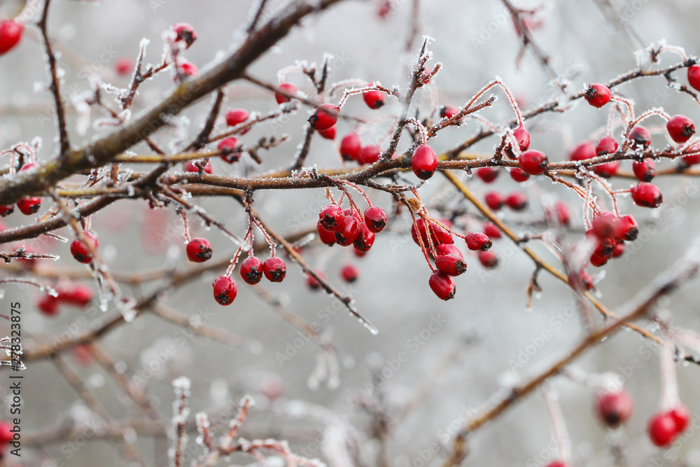 Frosted hawthorn berries in the garden. Frosted hawthorn berries in the garden.