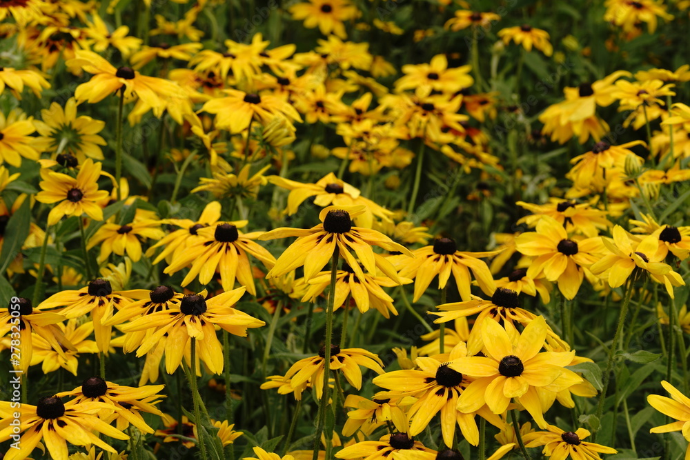 Fototapeta premium ルドベキア満開