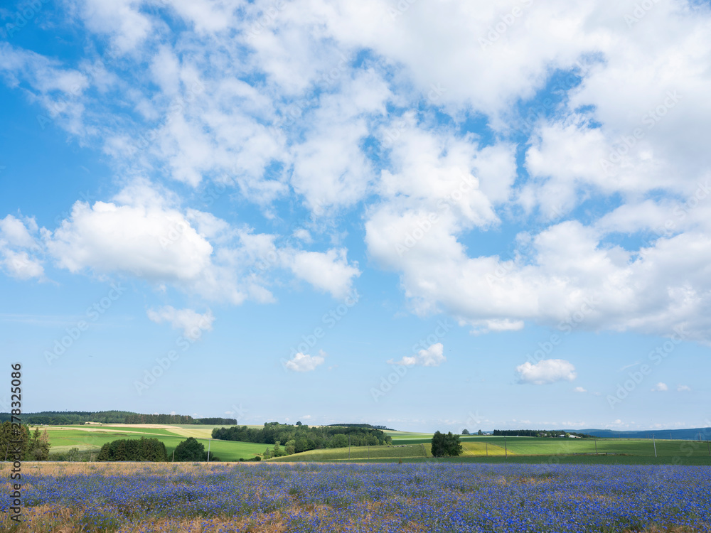 belgian landscape with corn flowers under liege in the belgian ardennes near la roche belgian landscape with corn flowers under liege in the belgian ardennes near la roche