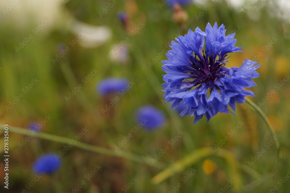 Blue garden cornflower without one petal. Blue garden cornflower without one petal.