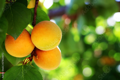  apricots in the garden