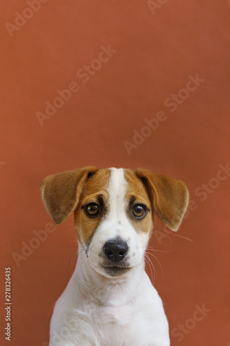 Cute Jack Russell Terrier puppy portrait.