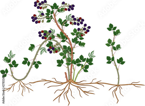 Blackberry shrub with berries, green leaves, daughter plant, sucker and root system isolated on white background