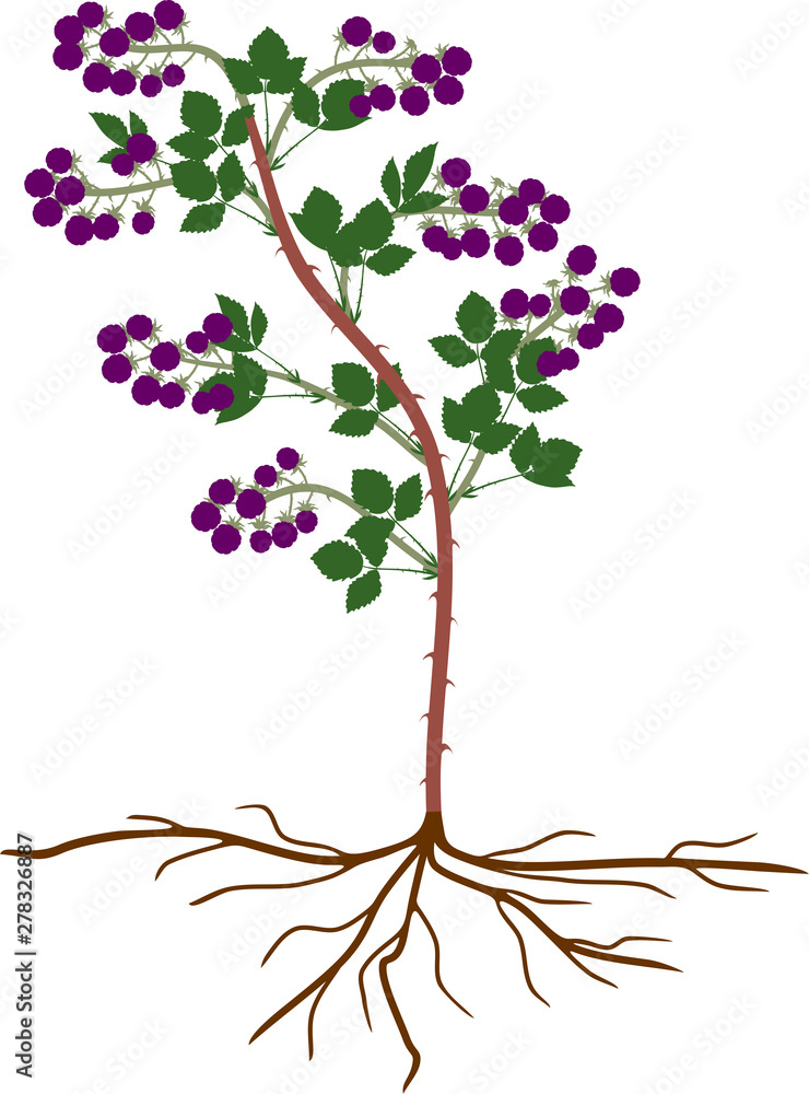 Blackberry shrub with ripe berries, green leaves and root system