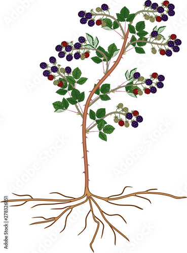 Blackberry shrub with ripe berries, green leaves and root system isolated on white background