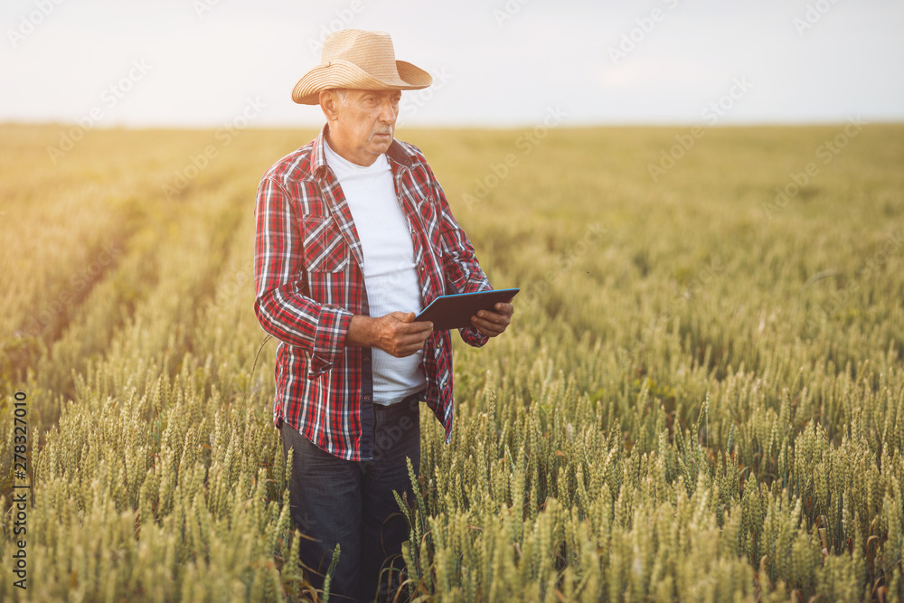 Farmers with tablet in a wheat field. Smart farming Farmers with tablet in a wheat field. Smart farming