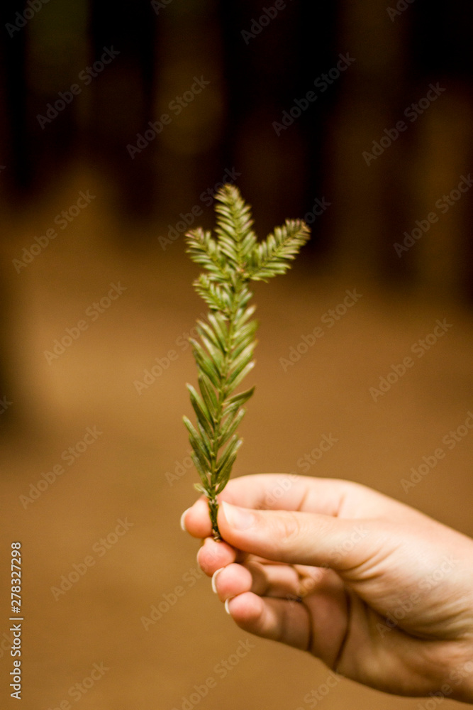 girl's hand holding sequoia tree leaf girl's hand holding sequoia tree leaf