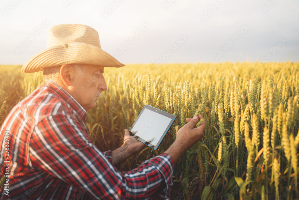 Farmers with tablet in a wheat field. Smart farming Farmers with tablet in a wheat field. Smart farming