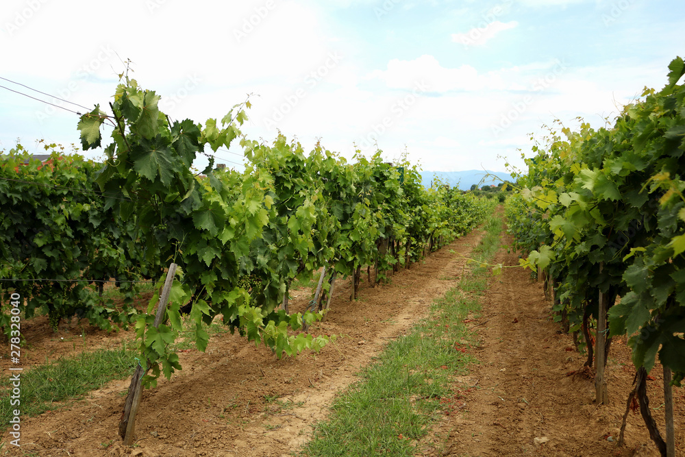 Vines in a vineyard near a winery in the evening sun, White wine grapes before harvest