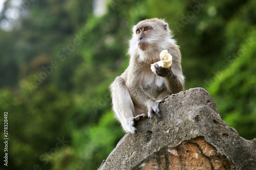 closeup portrait of one monkey holding banana sitting on rock in forest.