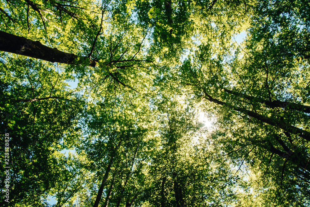 Obraz premium Deciduous trees with green leaves from below. Spring in the Slovenia, Europe.