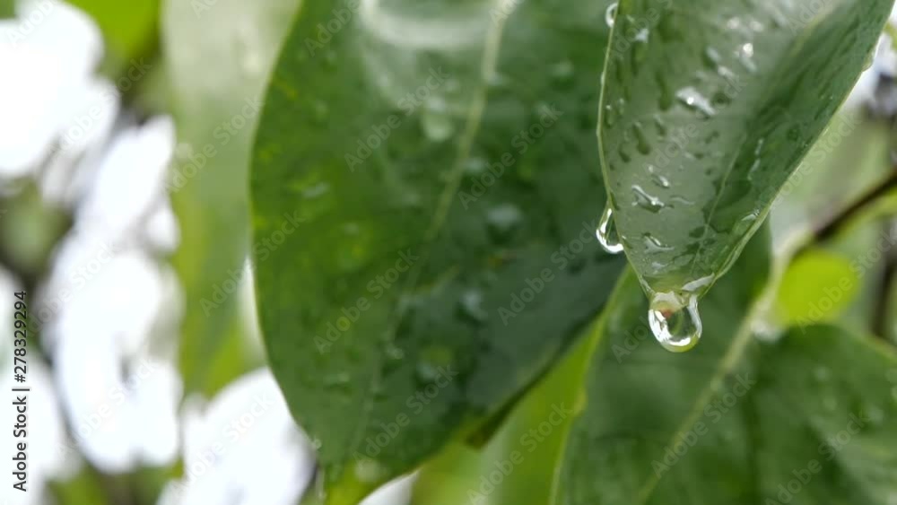 After Raining Nature Background Concept Leaf Slow Motion Water drop After Raining Nature Background Concept Leaf Slow Motion Water drop
