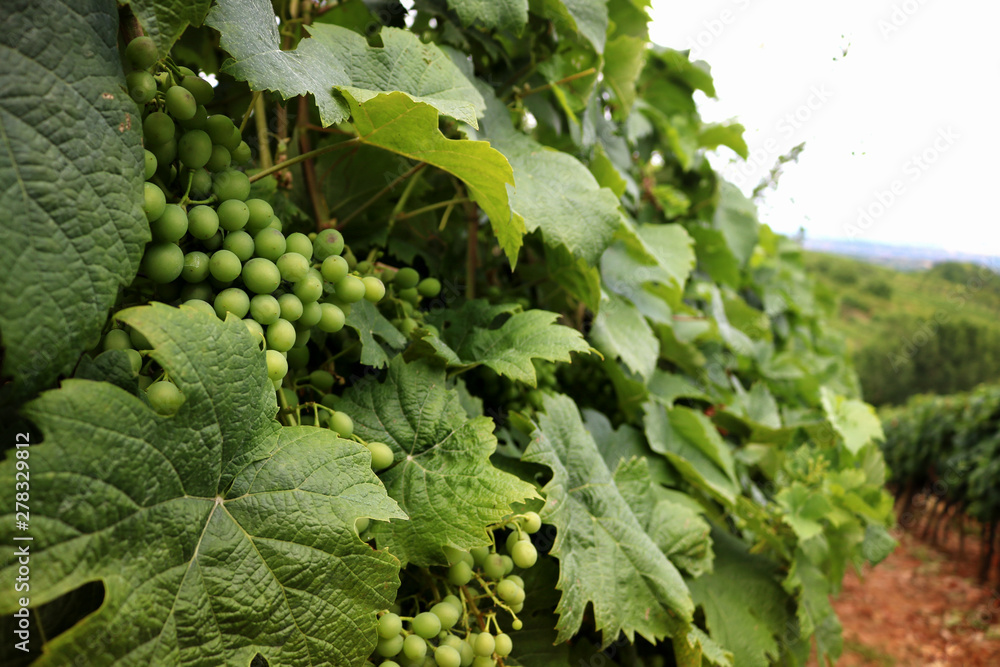 Vines in a vineyard near a winery in the evening sun, White wine grapes before harvest Vines in a vineyard near a winery in the evening sun, White wine grapes before harvest