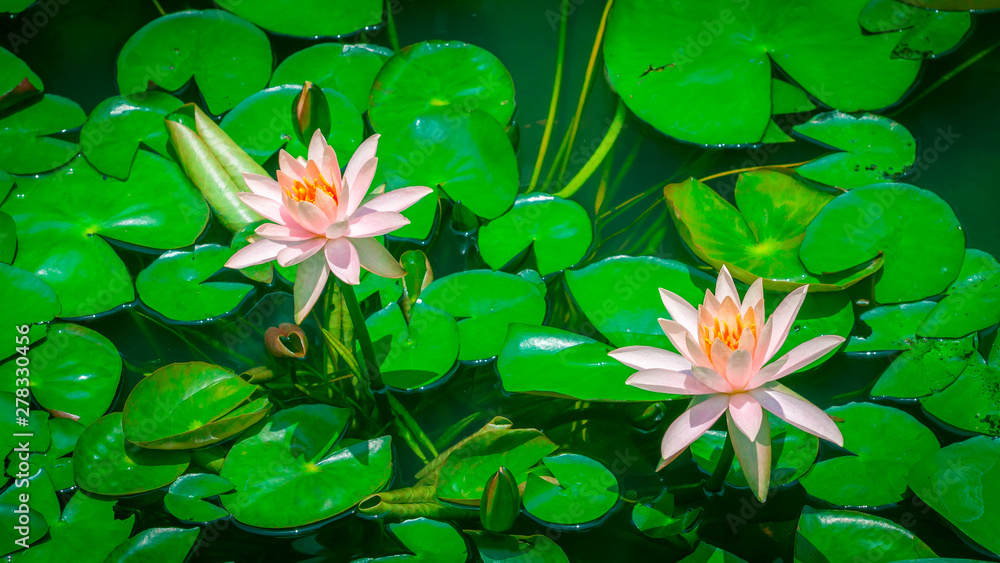 Beautiful pink Lotus Flower or waterlily on the background of green leaves. Beautiful pink Lotus Flower or waterlily on the background of green leaves.