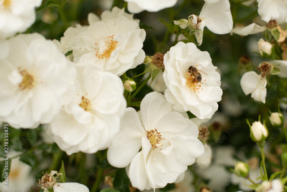 Biene auf weißer Heckenrose sitzend und Nektar trinkend Biene auf weißer Heckenrose sitzend und Nektar trinkend