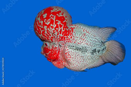 Beautiful fish flowerhorn cichlid isolated red pearl big hump head pet animal hobbyist on blue aquarium water background
