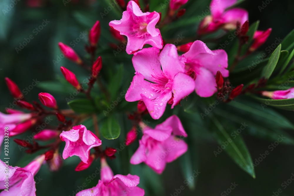 southern shrub with pink flowers at sunset, bushes southern shrub with pink flowers at sunset, bushes