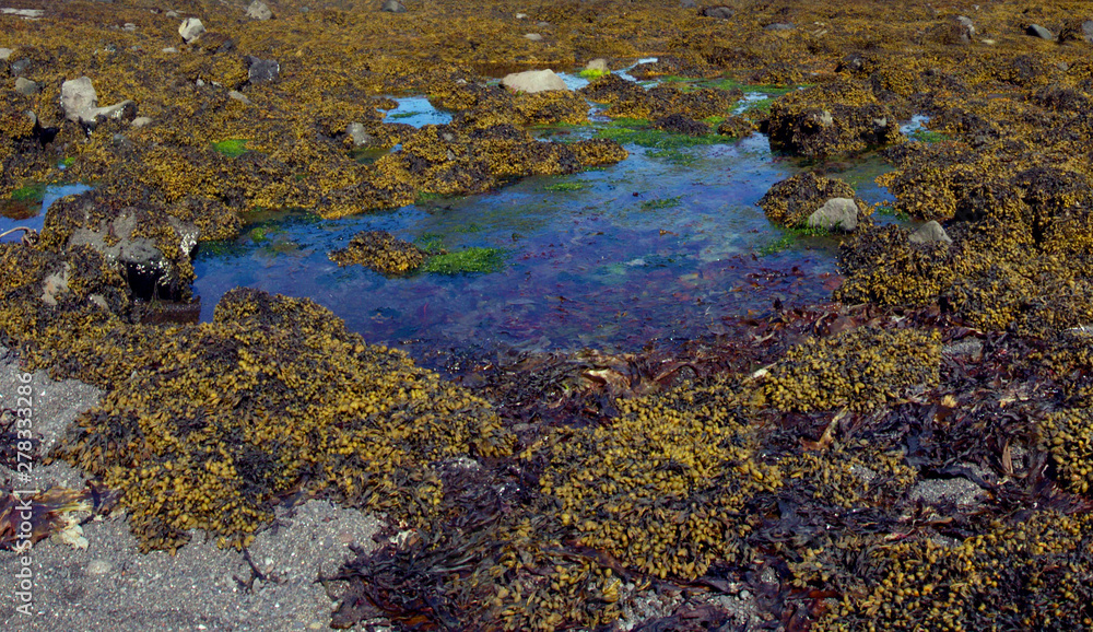 Groud moss water. Amazing nature