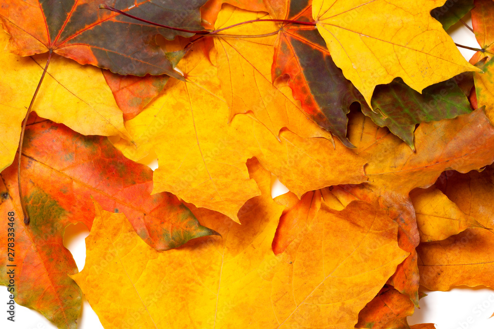 Autumnal maple leaves Autumnal maple leaves