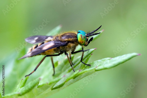 Bugs Life. Amazing fly macro photo. Wild nature.