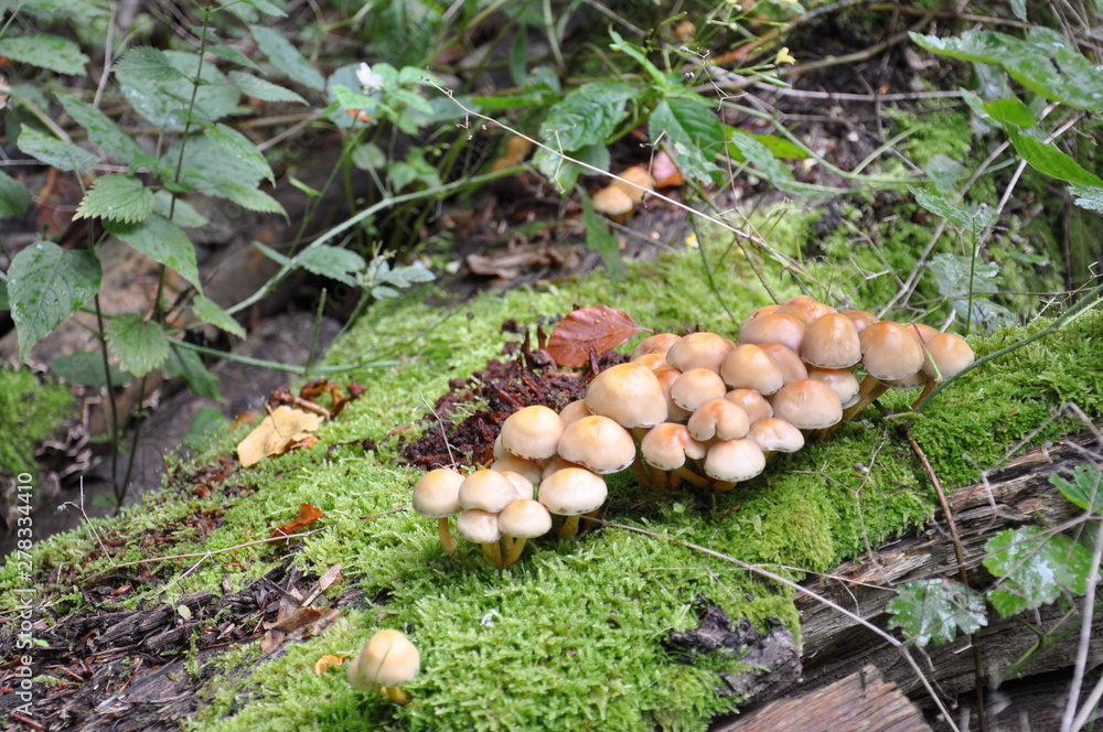 Mushrooms in the forest. Macro photography. Mushrooms in the forest. Macro photography.
