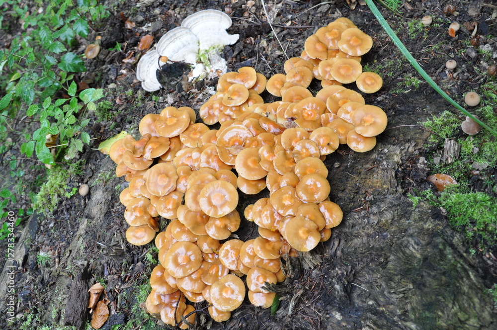 Mushrooms in the forest. Macro photography. Mushrooms in the forest. Macro photography.