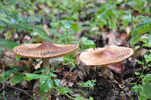 Mushrooms in the forest. Macro photography.