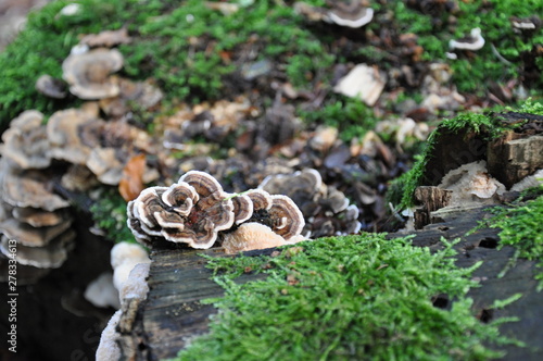 Mushrooms in the forest. Macro photography.
