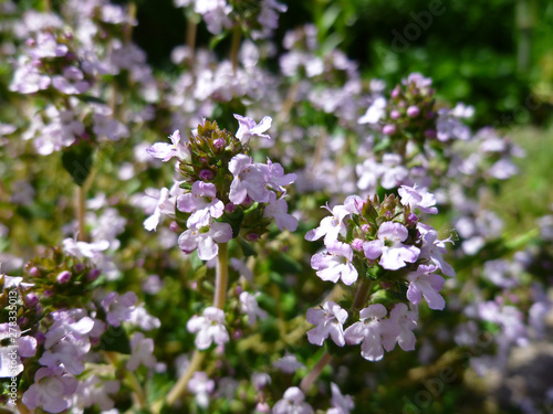 Breckland Thyme, Thymus serpyllum, Thymus vulgaris, Common Thyme, Whole thyme. Fresh green thyme herb blooming with pink flowers growing in the garden. Selective focus, close up, still life. © Sunbunny