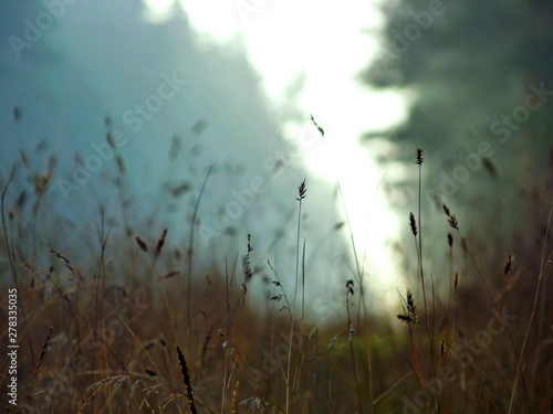 Autumn grass on blured background. © Denis