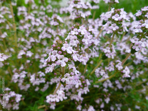 Breckland Thyme, Thymus serpyllum, Thymus vulgaris, Common Thyme, Whole thyme. Fresh green thyme herb blooming with pink flowers growing in the garden. Selective focus, close up, still life.